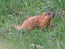 Красный сурок - Marmota caudata