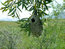 Гнездо черноголового ремеза -  Remiz coronatus