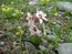 Ринопеталум – Rinoprtalum stenantherum