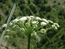 Порезник Шренка – Libanotus schrenkiana
