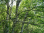 Береза таласская – Betula talassica