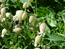 Смолка широколистная – Silene latifolia