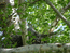 Cамка перепелятника – Accipiter nisus на гнезде