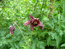 Водосбор темно-пурпуровый – Aquilegia atrovinosa