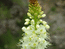 Эремурус молочноцветный - Eremurus lactiflorus