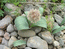 Лук каратавский – Allium karataviense