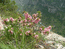 Вишня тянь-шанская – Cerasus tianschanica