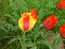 Тюльпан Грейга – Tulipa greigii