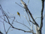 Горная трясогузка – Motacilla cinerea – Grey Wagtail