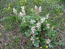 Хохлатка Ледебура – Сorydalis ledebouriana
