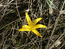 Безвременник желтый - Colchicum luteum