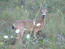 Горный козел – Сapra sibirica - Ibex