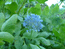 Лук голубой - Allium caesium