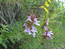 Змееголовник цельнолистный – Dracocephalum integrifolium