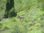 Горный козел – Сapra sibirica - Ibex
