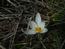 Крокус алатавский – Crocus alatavica